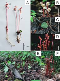 Attēlu rezultāti vaicājumam “Pyrola rotundifolia fruit”