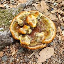 Attēlu rezultāti vaicājumam “Phaeolus schweinitzii”