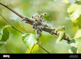 Attēlu rezultāti vaicājumam “Phalera bucephala larva”