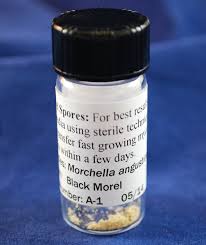 Attēlu rezultāti vaicājumam “Comatricha meandrispora spores”