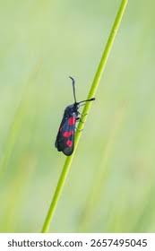 Attēlu rezultāti vaicājumam “Zygaena sp.”