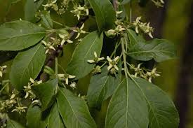 Attēlu rezultāti vaicājumam “Euonymus verrucosus leaf”