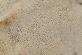 Attēlu rezultāti vaicājumam “Physisporinus sanguinolentus”