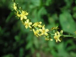 Attēlu rezultāti vaicājumam “Agrimonia pilosa”