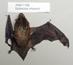 Attēlu rezultāti vaicājumam “Eptesicus nilssonii”