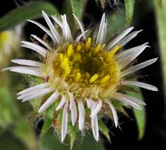 Attēlu rezultāti vaicājumam “Erigeron acris flower”