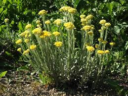 Attēlu rezultāti vaicājumam “Helichrysum arenarium bud”