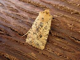 Attēlu rezultāti vaicājumam “Conistra rubiginea”