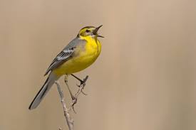 Attēlu rezultāti vaicājumam “Motacilla citreola male”