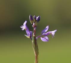 Attēlu rezultāti vaicājumam “Polygala vulgaris”