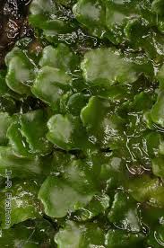 Attēlu rezultāti vaicājumam “Aneura pinguis”