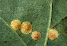 Attēlu rezultāti vaicājumam “Neuroterus quercusbaccarum”