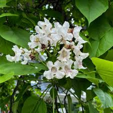 Attēlu rezultāti vaicājumam “Catalpa”