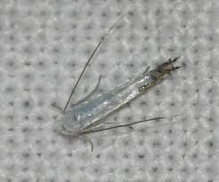 Attēlu rezultāti vaicājumam “Lyonetiidae”