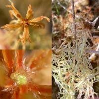 Attēlu rezultāti vaicājumam “Sphagnum angustifolium”