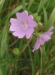 Attēlu rezultāti vaicājumam “Malva moschata leaf”