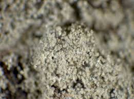 Attēlu rezultāti vaicājumam “Lepraria incana”