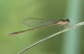 Attēlu rezultāti vaicājumam “Nehalennia speciosa”