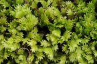 Attēlu rezultāti vaicājumam “Fissidens osmundoides”