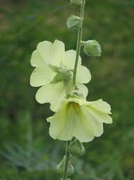 Image result for Alcea rugosa