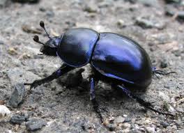 Attēlu rezultāti vaicājumam “Trypocopris vernalis”