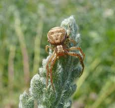 Attēlu rezultāti vaicājumam “Xysticus cristatus”