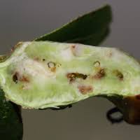 Attēlu rezultāti vaicājumam “Rabdophaga salicis”