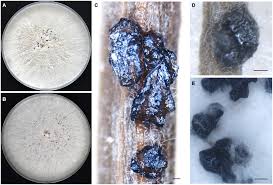 Attēlu rezultāti vaicājumam “Diachea muscorum spores”
