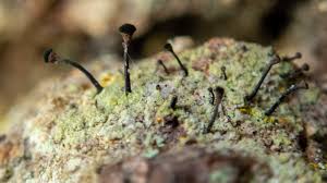 Attēlu rezultāti vaicājumam “Calicium viride”