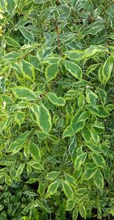 Attēlu rezultāti vaicājumam “Weigela praecox”