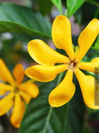 Attēlu rezultāti vaicājumam “Tubifera montana young”