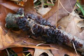 Attēlu rezultāti vaicājumam “Exidia glandulosa”