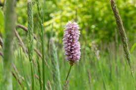 Attēlu rezultāti vaicājumam “Bistorta major flower”