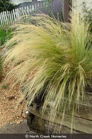 Attēlu rezultāti vaicājumam “Najas tenuissima”