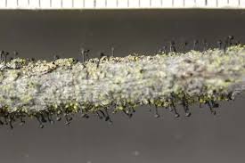 Attēlu rezultāti vaicājumam “Calicium adspersum”