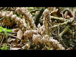 Attēlu rezultāti vaicājumam “Lathraea squamaria fruit”