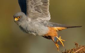 Image result for Falco vespertinus