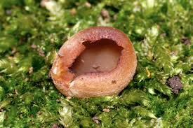 Attēlu rezultāti vaicājumam “Peziza vesiculosa”