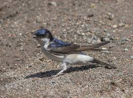 Attēlu rezultāti vaicājumam “Delichon urbicum”