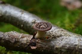 Attēlu rezultāti vaicājumam “Polyporus tuberaster”