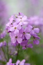 Attēlu rezultāti vaicājumam “Hesperis matronalis”