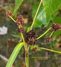 Attēlu rezultāti vaicājumam “Scirpus sylvaticus bud”