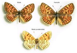 Attēlu rezultāti vaicājumam “Antrodia mellita”