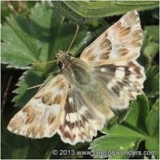 Attēlu rezultāti vaicājumam “Carcharodus floccifera underside”