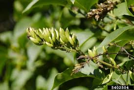 Attēlu rezultāti vaicājumam “Syringa vulgaris fruit”