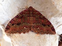 Attēlu rezultāti vaicājumam “Triphosa dubitata”