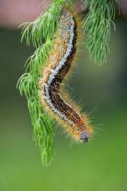 Attēlu rezultāti vaicājumam “Malacosoma castrensis”