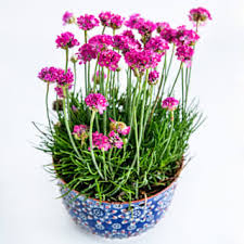 Attēlu rezultāti vaicājumam “Anthyllis maritima flower”