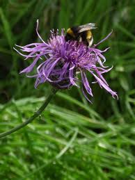 Attēlu rezultāti vaicājumam “Centaurea scabiosa bud”