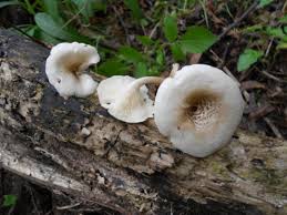 Attēlu rezultāti vaicājumam “Lentinus lepideus”